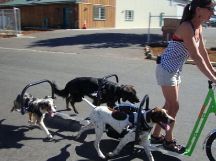скутер на три собаки.jpg